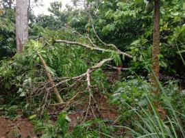 POHON TUMBANG 7 RUMAH LISTRIKNYA PADAM